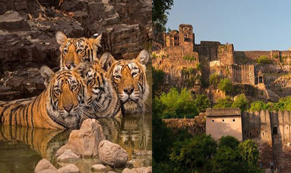 Ranthambore-Tourism-Best-Places-Tour-Packages-Fort-National-Park